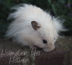 Powderpuff- Extreme Dilute Black Eyed Cream Black Longhaired